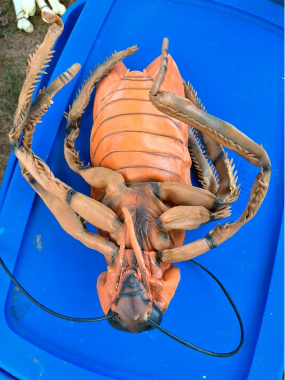 Large Fake Latex Cockroach Halloween Prop - 18” body